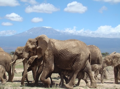 Amboseli National Park