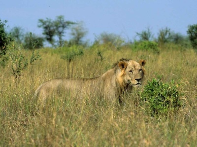 maasai-mara