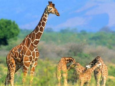 Meru Conservation Area