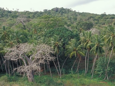 UNESCO World Heritage Site, Sacred Mijikenda Kaya Forests